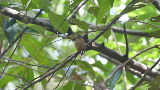 Bar-breasted Piculet - ML302287891