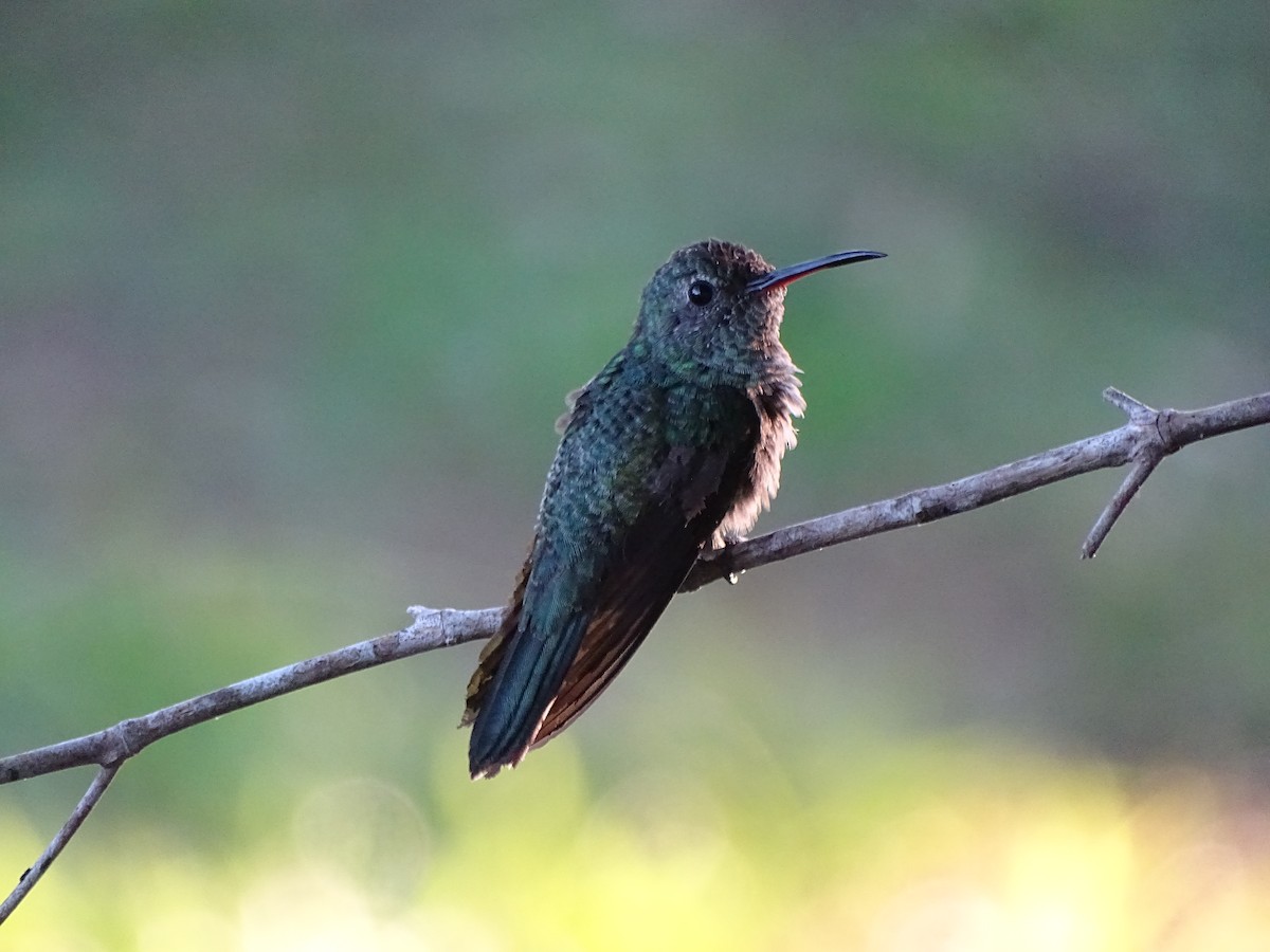 kolibřík šedobřichý - ML302293481