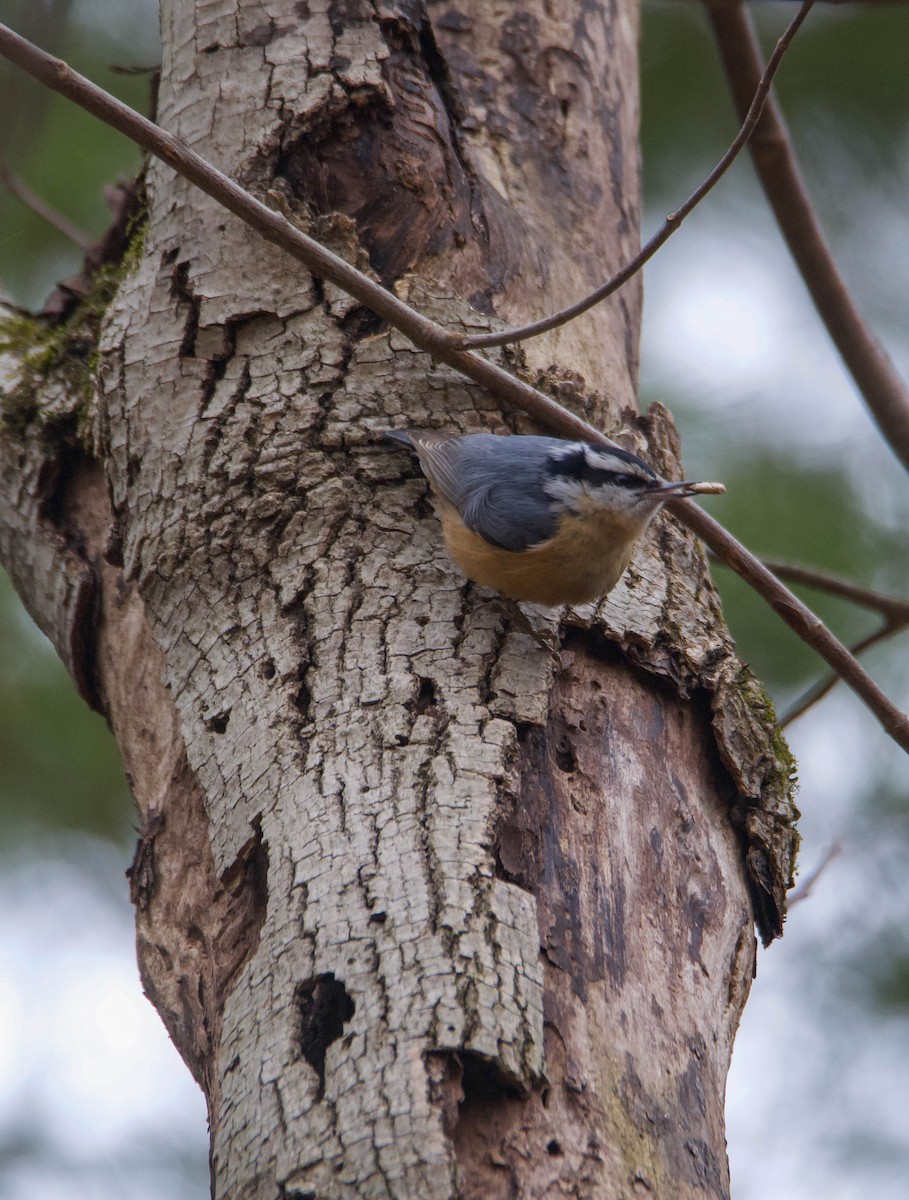 Red-breasted Nuthatch - Brian O'Connor