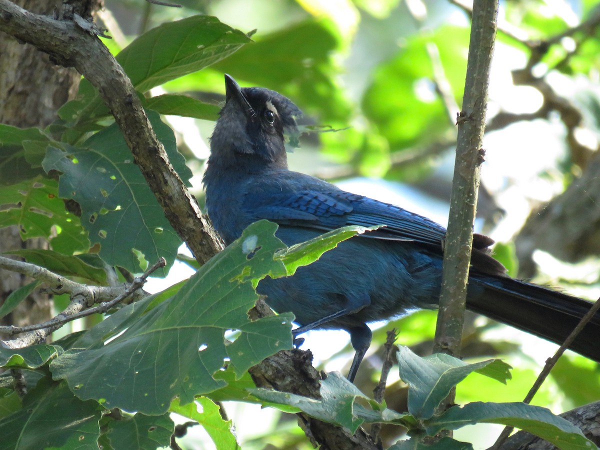 Steller's Jay (Middle American) - ML30230111