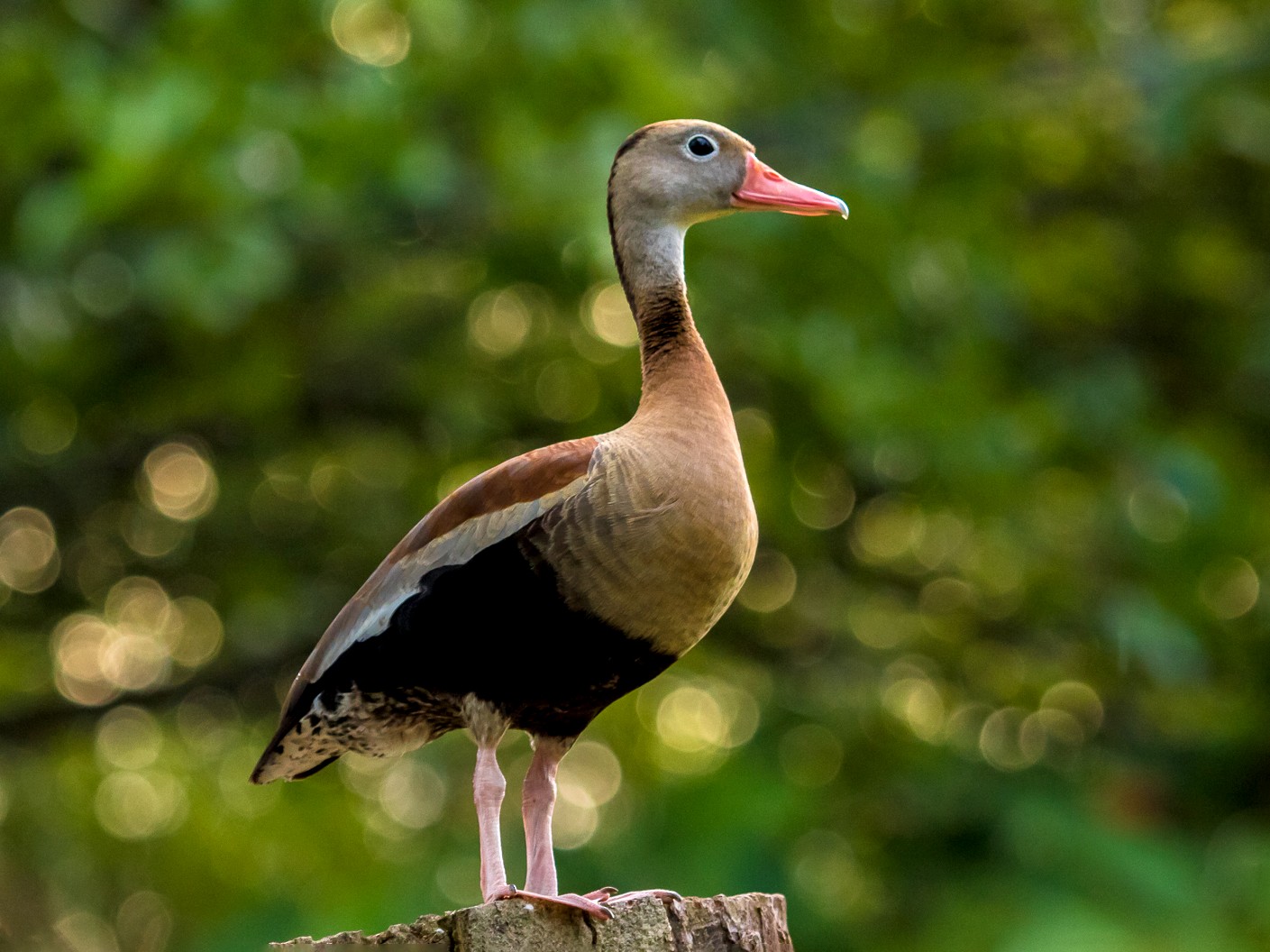 Black Bellied Whistling Duck