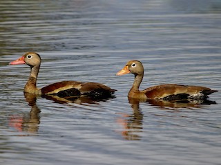 成鳥 (autumnalis) - Luis Mario Arce - ML302314351