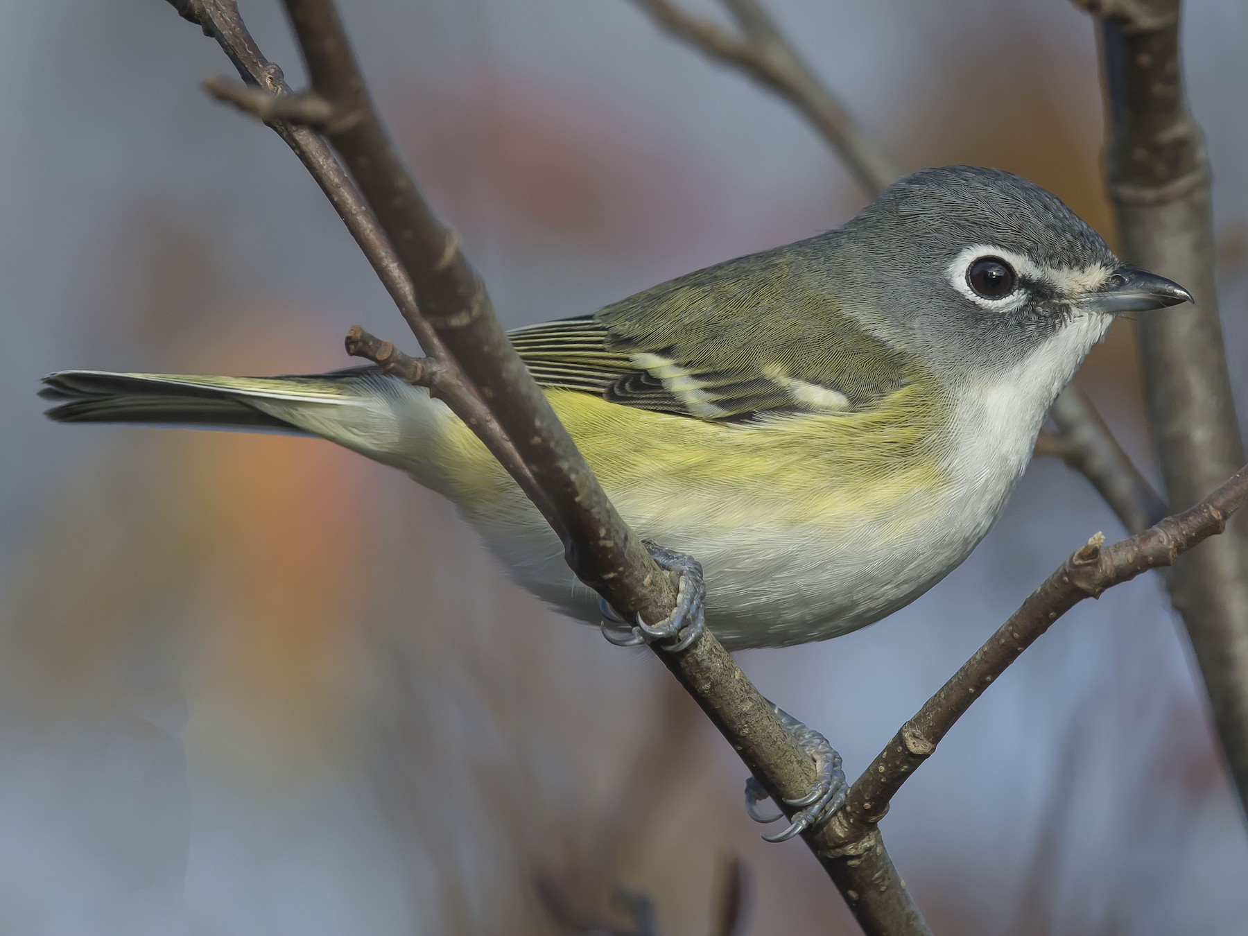 Blue-headed Vireo - eBird