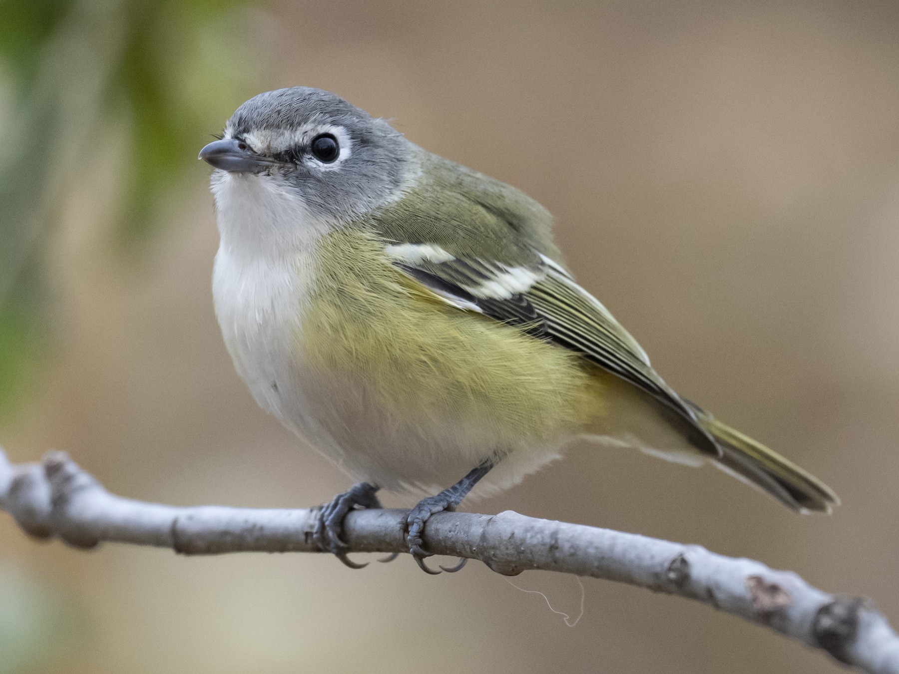 Blue-headed Vireo - Russ Smith