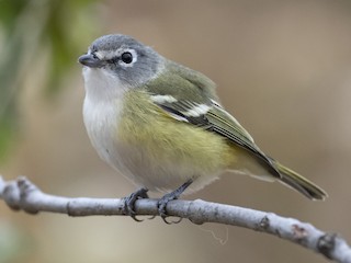  - Blue-headed Vireo
