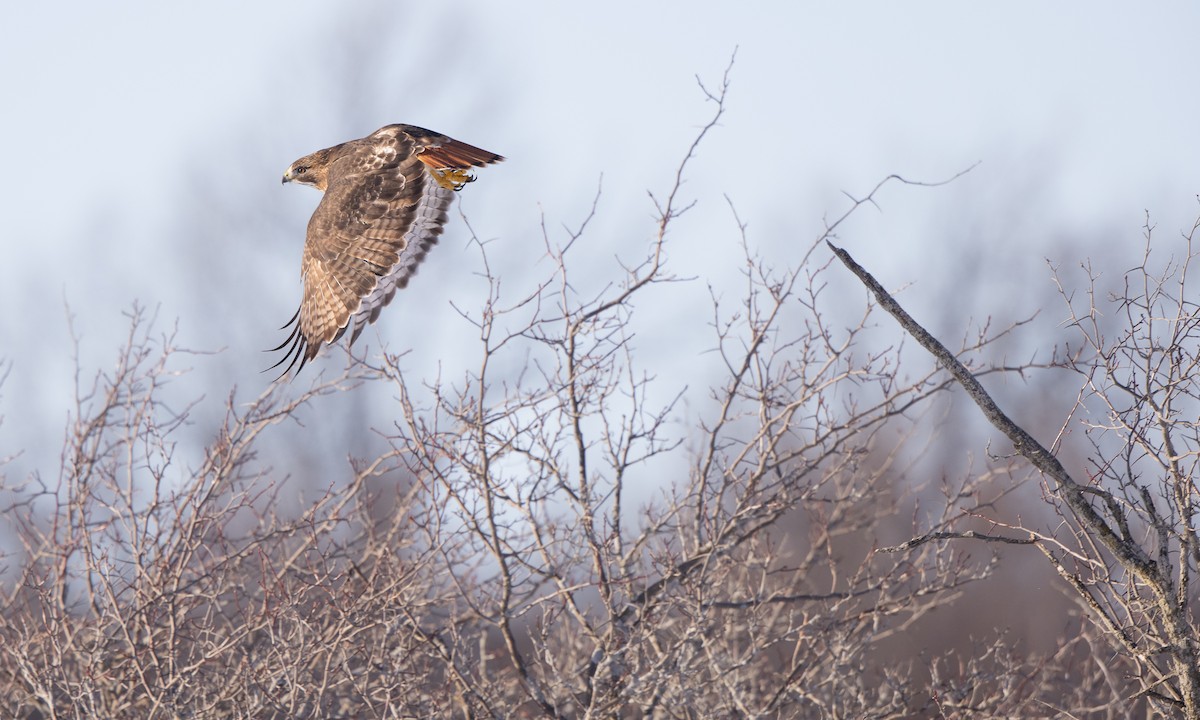 Red-tailed Hawk (borealis) - ML302314951