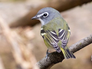  - Blue-headed Vireo