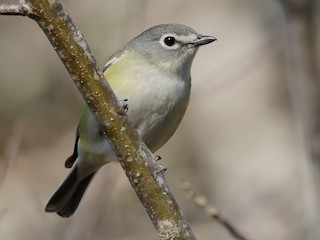  - Blue-headed Vireo