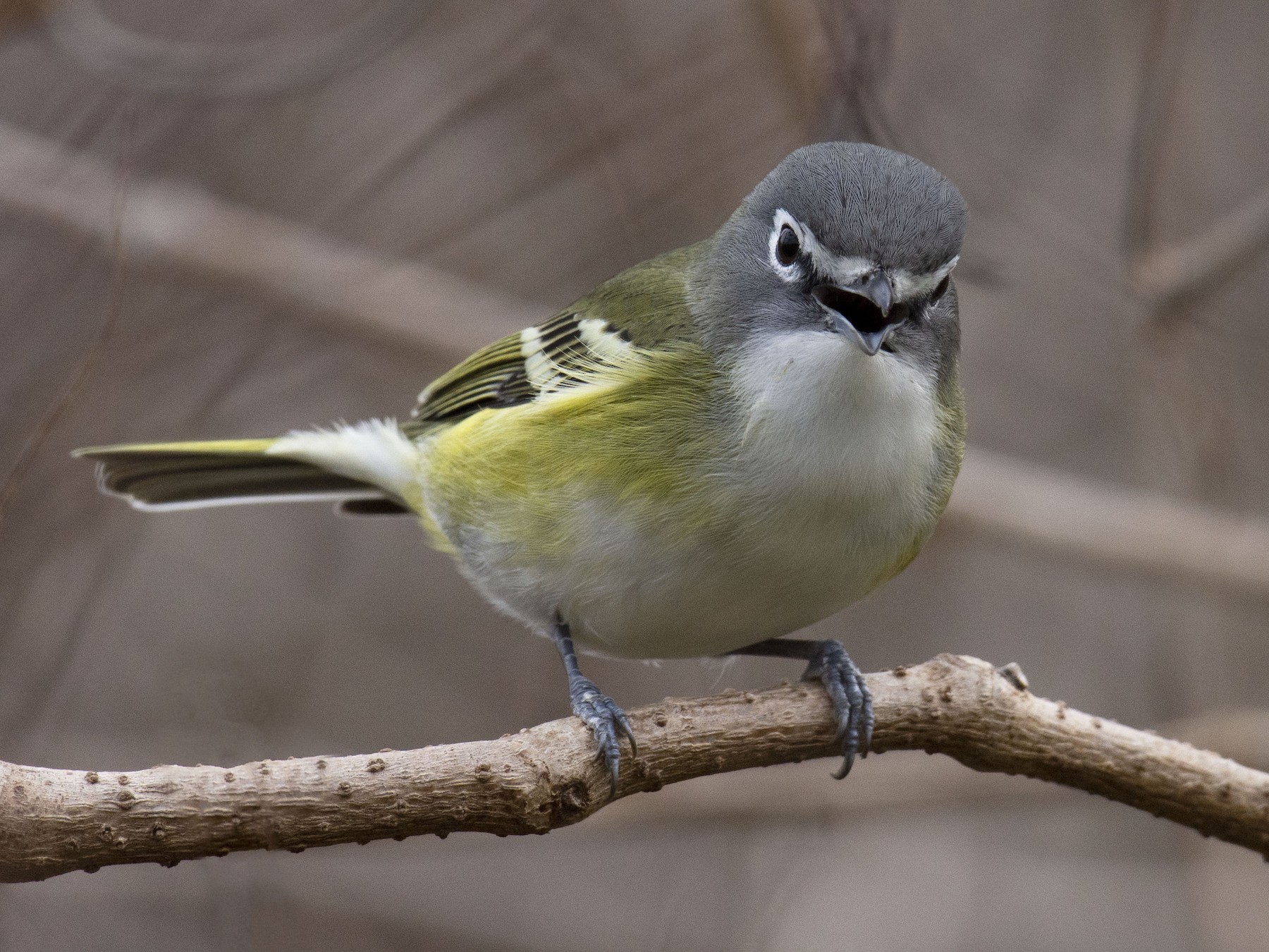 Image result for blue headed vireo