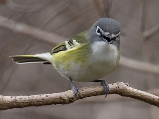  - Blue-headed Vireo