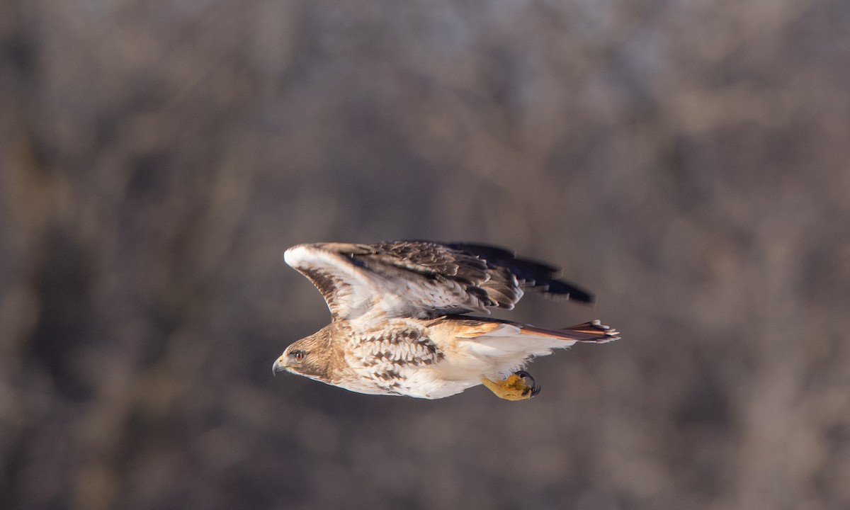 Red-tailed Hawk (borealis) - Steve Kelling