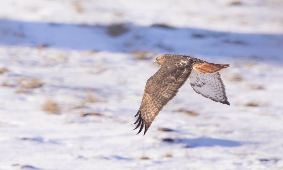Red-tailed Hawk (borealis) - ML302315161