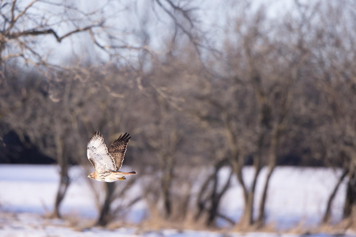 Red-tailed Hawk (borealis) - ML302315181