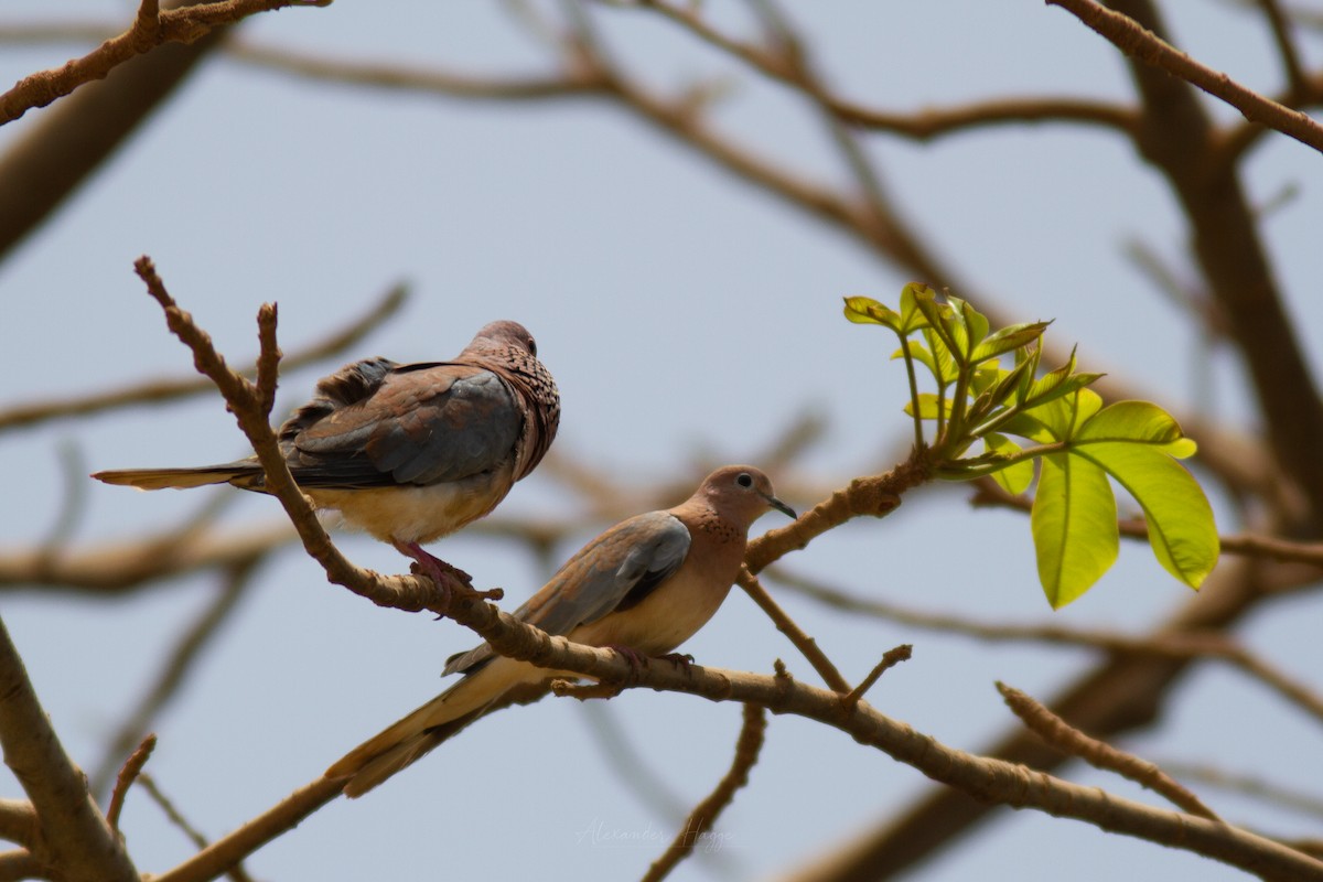 Laughing Dove - ML302316441