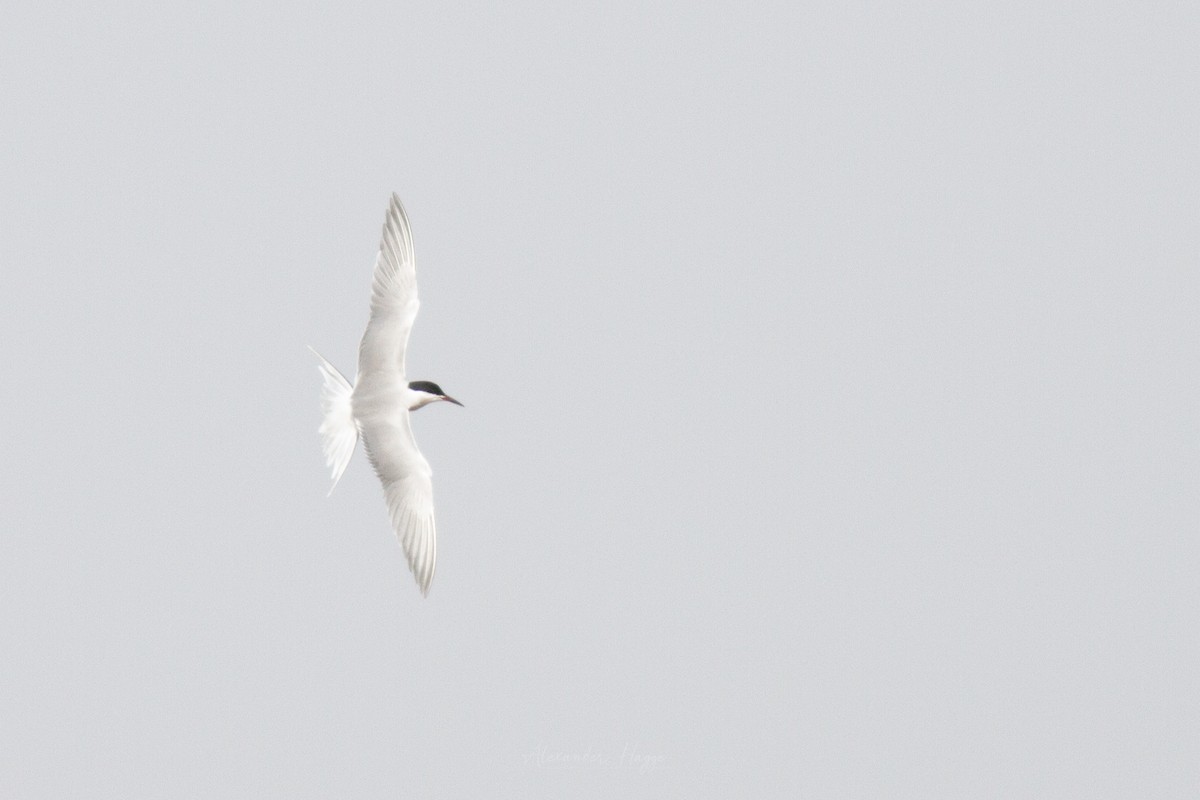 Common Tern - ML302316591