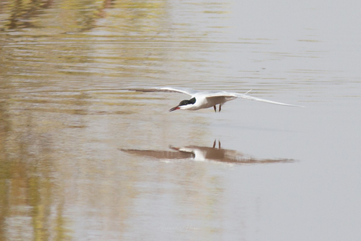 Common Tern - ML302316601