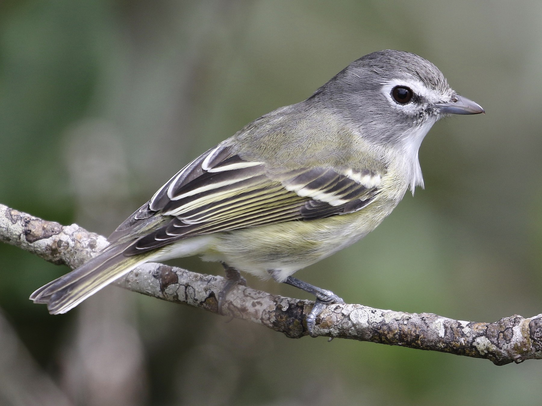 Plumbeous Vireo - John van Dort