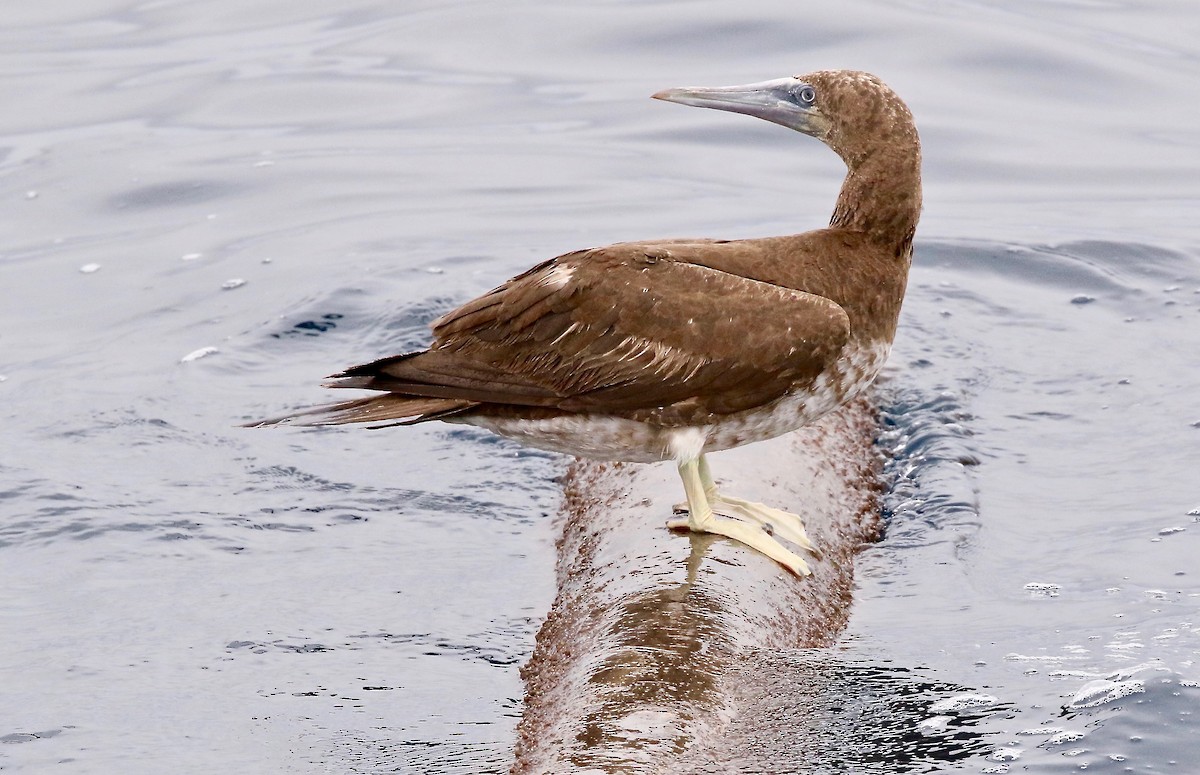 Brown Booby - ML302317041