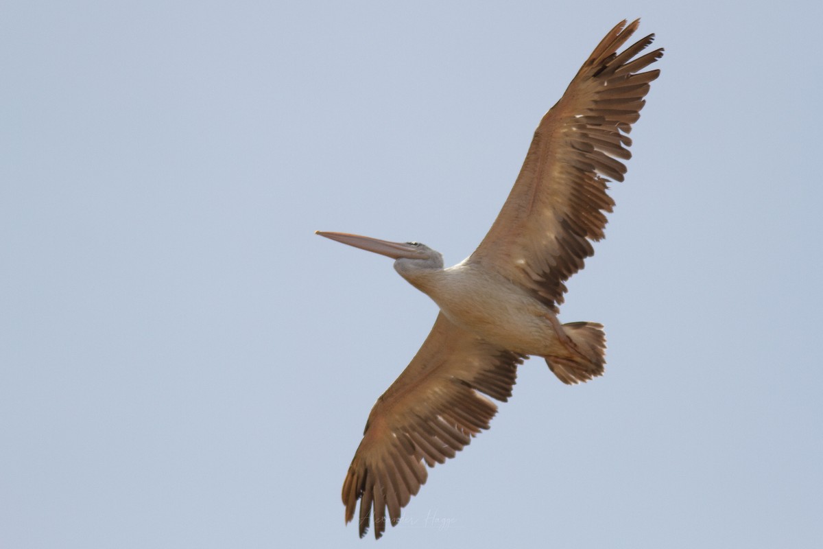 Pink-backed Pelican - ML302317201