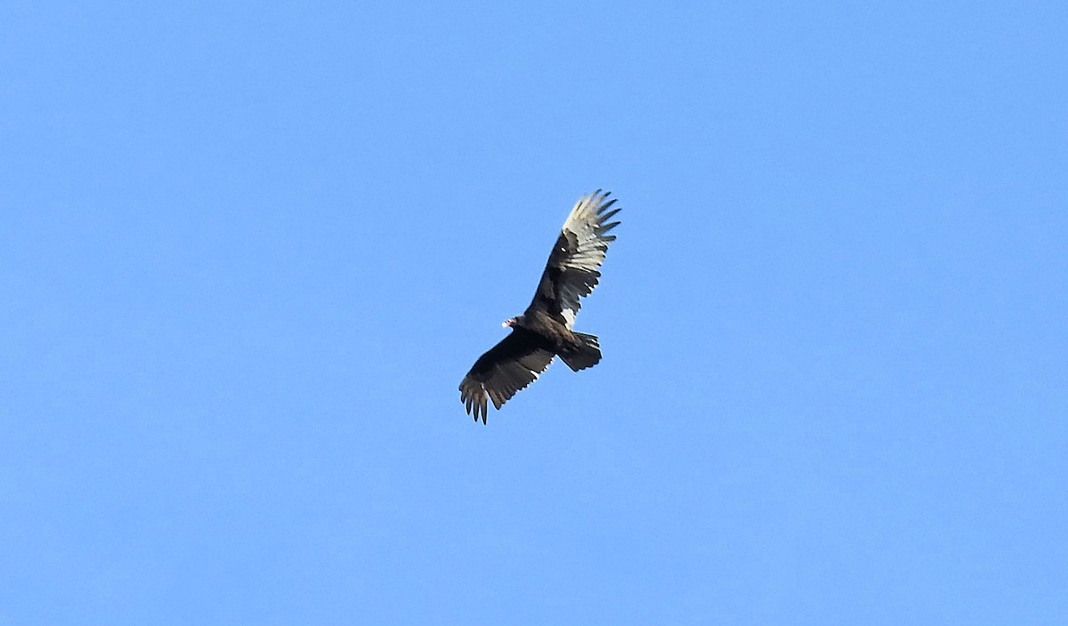 Turkey Vulture - ML302319851