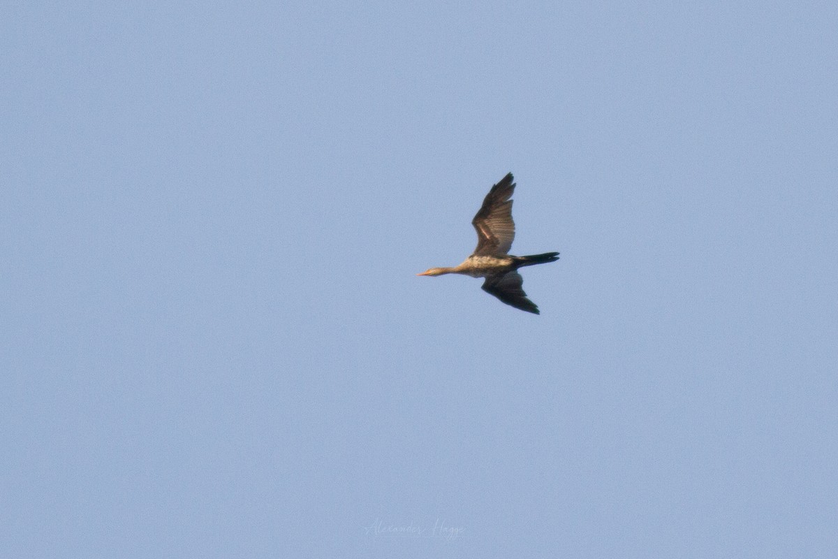 Long-tailed Cormorant - ML302322821