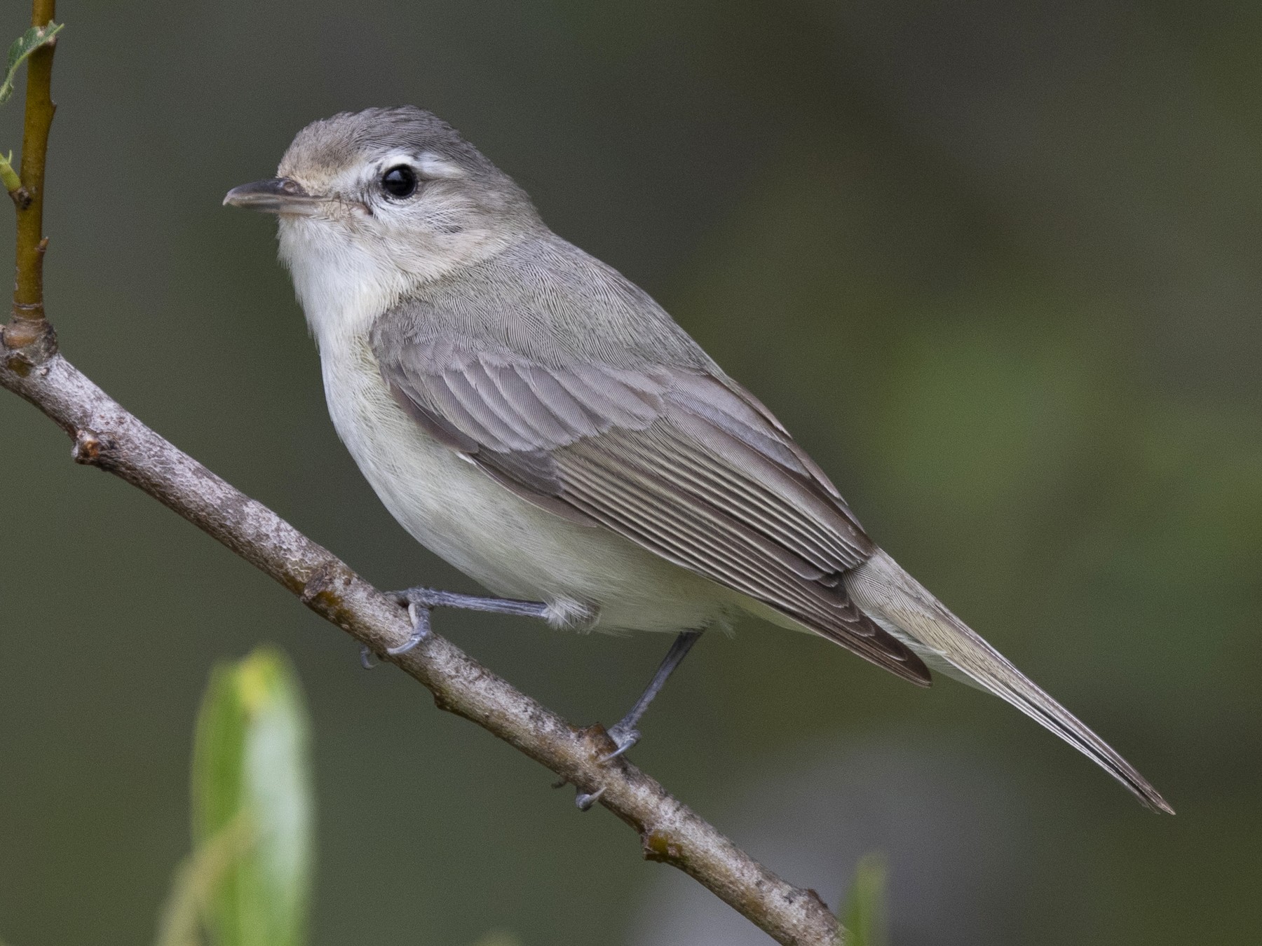 Warbling Vireo - New Zealand eBird