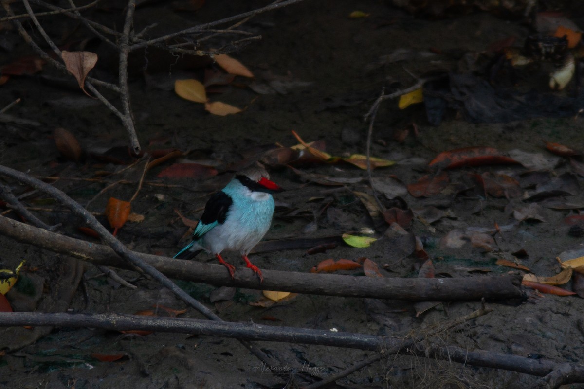 Blue-breasted Kingfisher - ML302322981