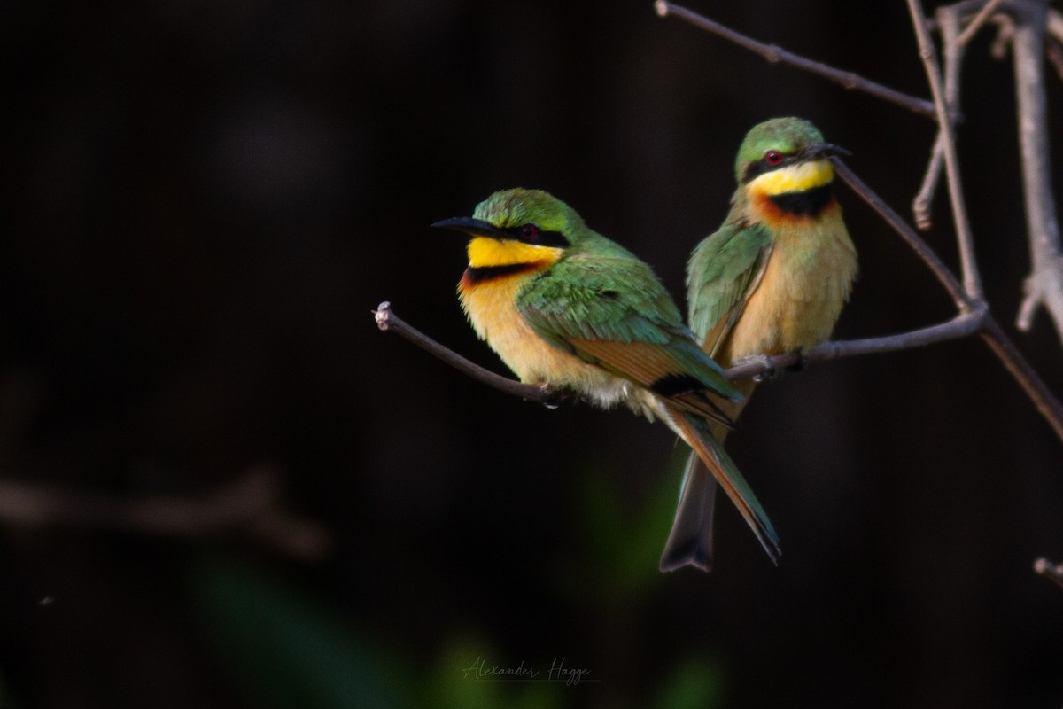 Little Bee-eater - ML302323041
