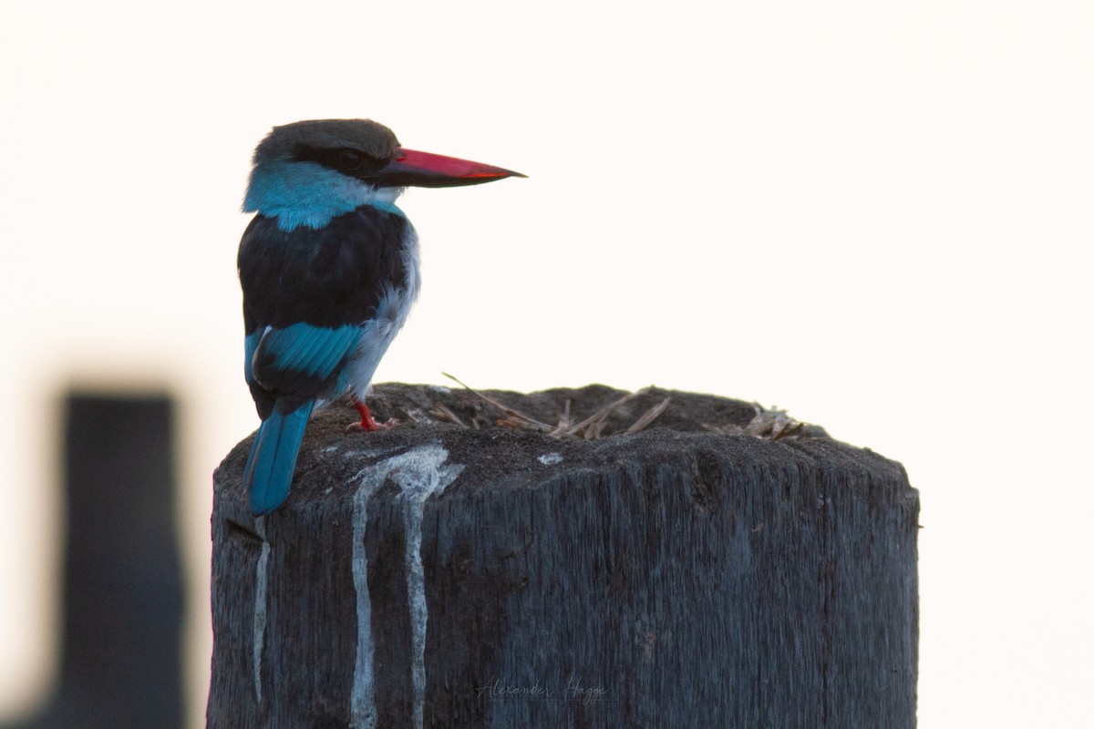 Blue-breasted Kingfisher - ML302323101
