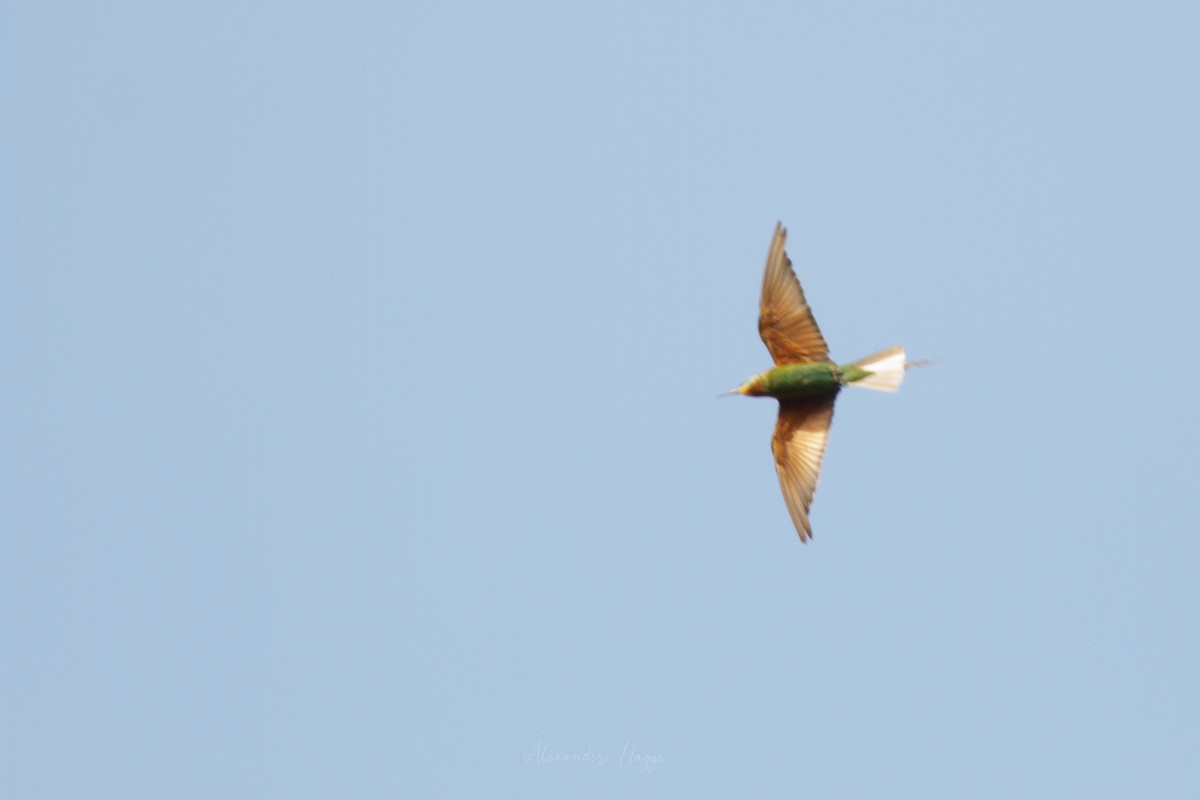 Blue-cheeked Bee-eater - Alexander Hagge