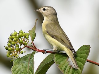 - Warbling Vireo