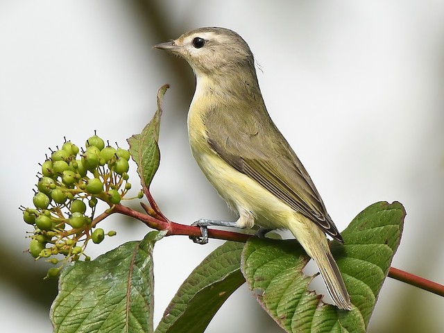 VIREO Bird Photos