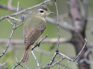  - Warbling Vireo