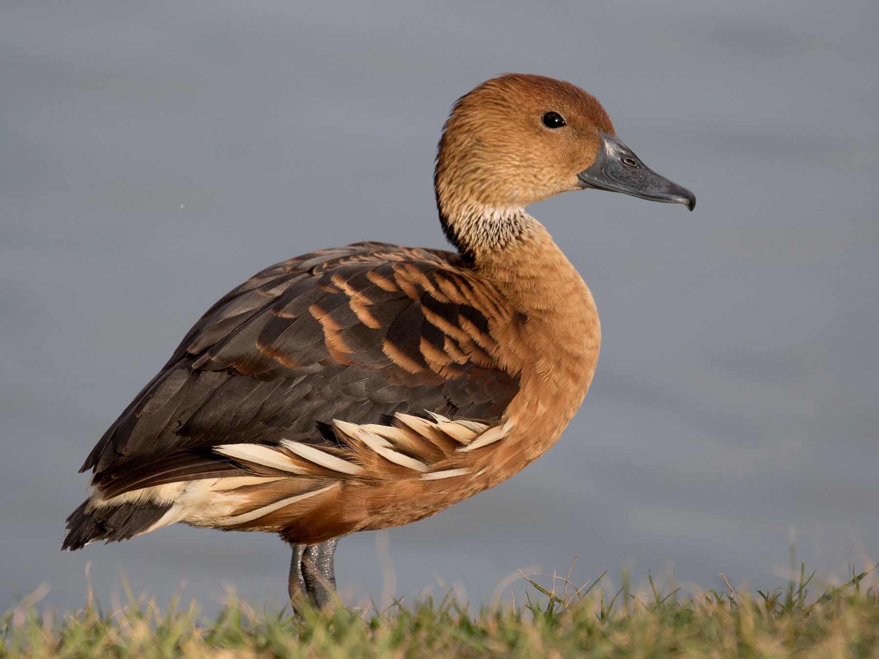 Fulvous Whistling-Duck - Lynette Spence