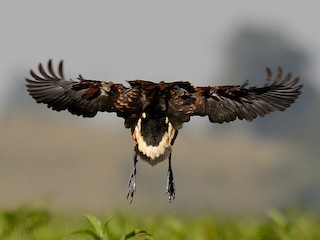  - Fulvous Whistling-Duck