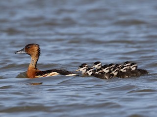  - Fulvous Whistling-Duck