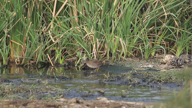 Spotted Crake - ML302324021