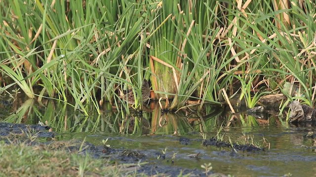 Spotted Crake - ML302324221