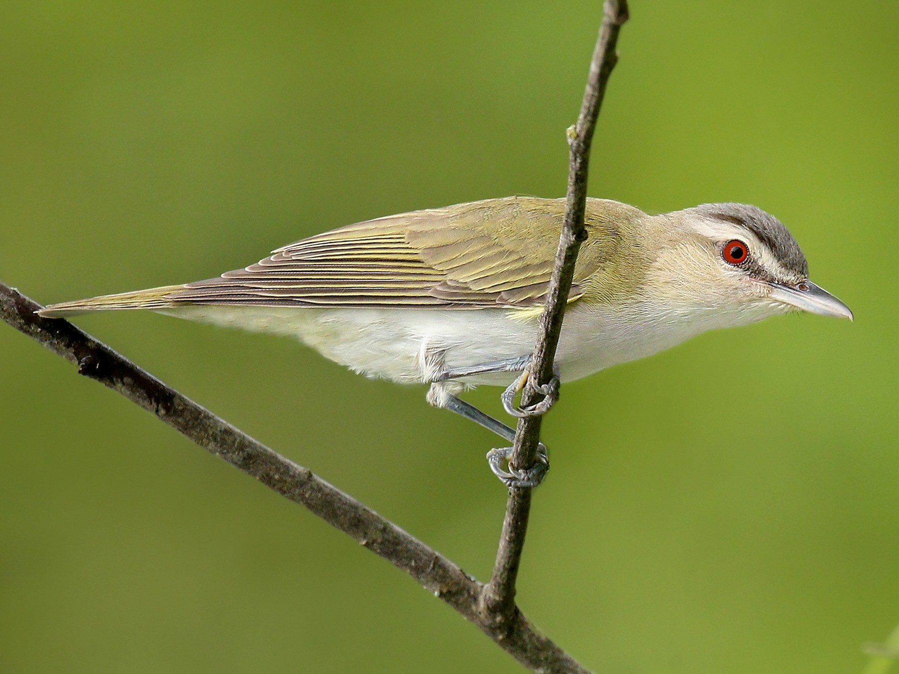 Red-eyed Vireo - Ryan Schain