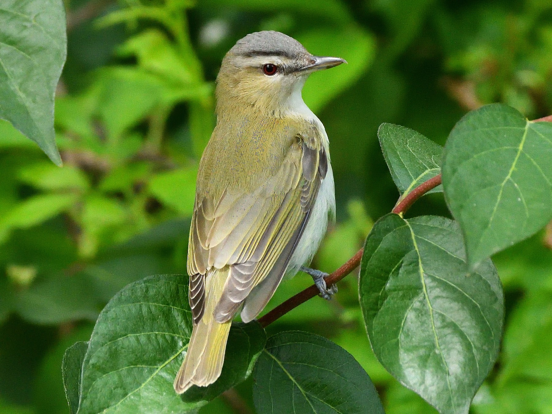 Vireo Ojos Rojos - Adam Zahm