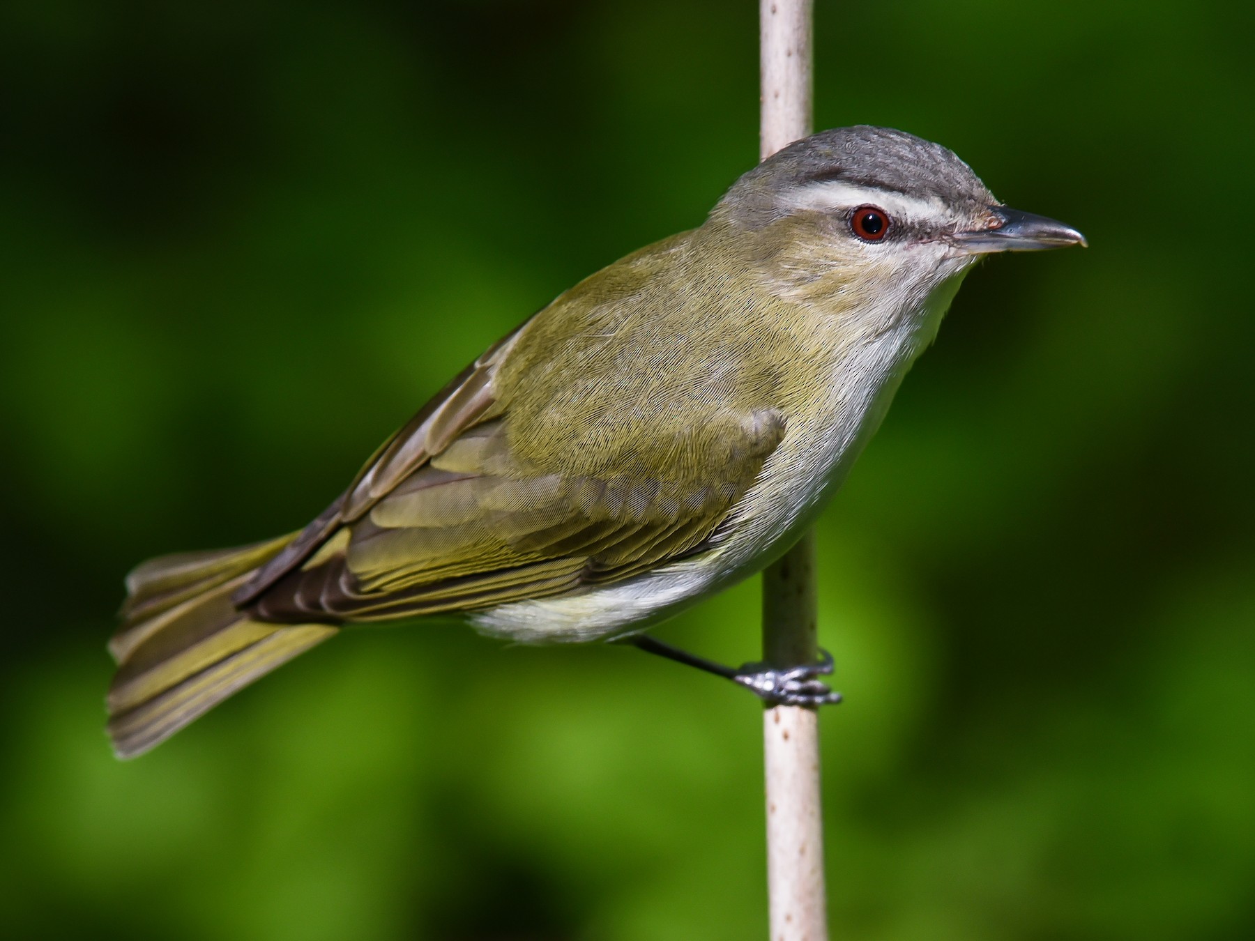 Vireo Ojos Rojos - Scott Martin