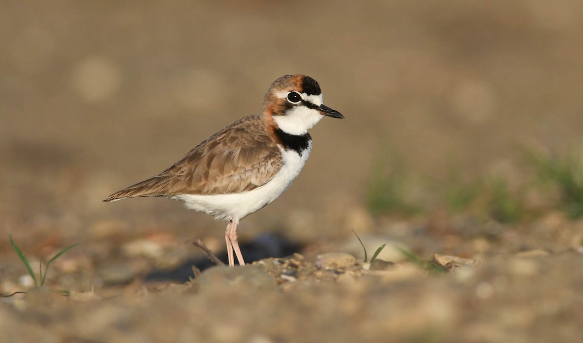 Collared Plover - ML302327681