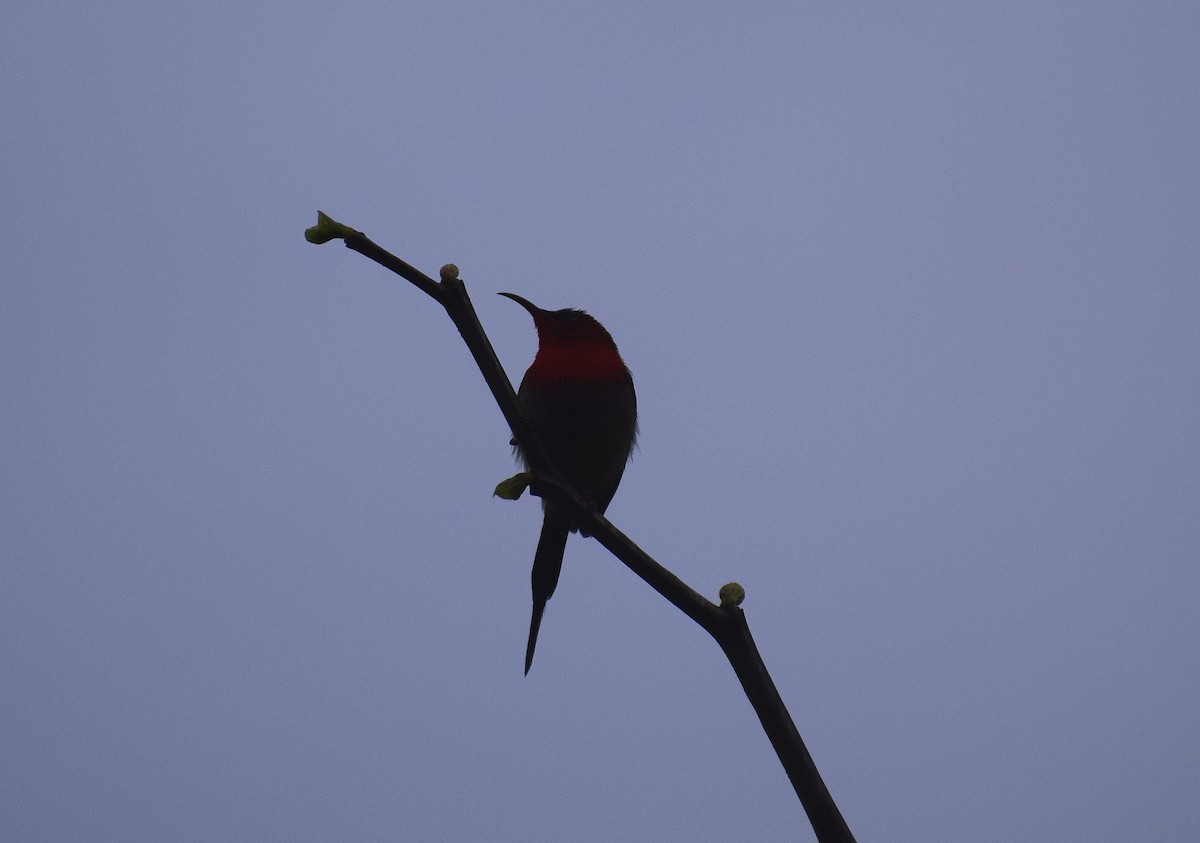 Crimson Sunbird - Anand Krishnan