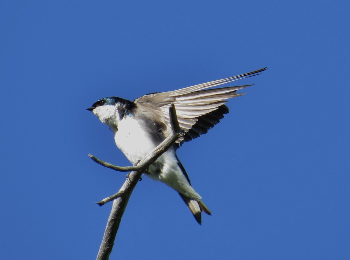 Tree Swallow - JoAnn Potter Riggle 🦤