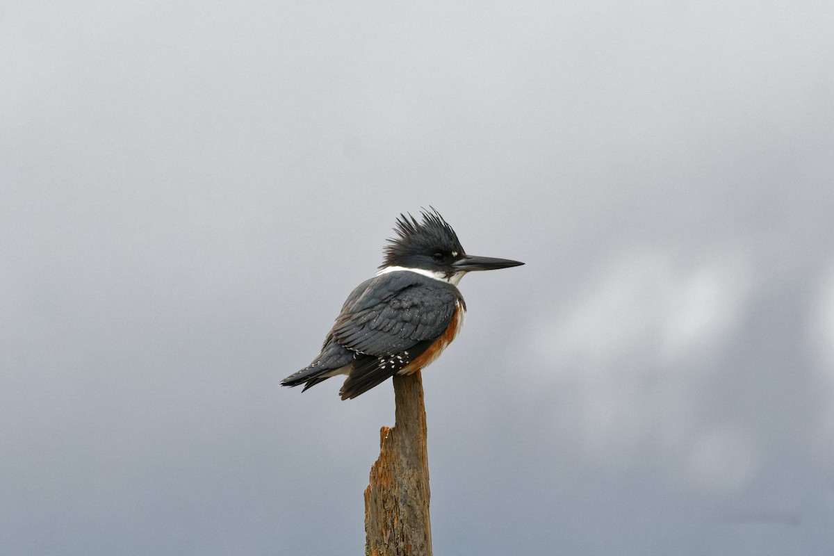 Belted Kingfisher - ML302338321