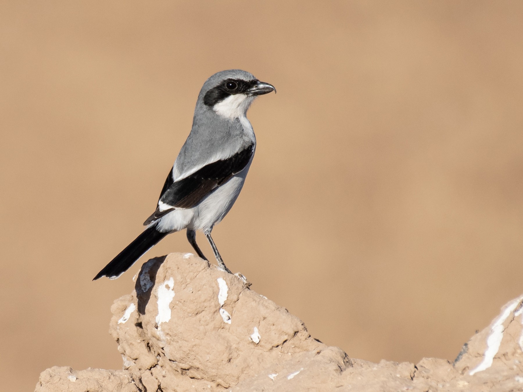 Loggerhead Shrike - Neil Rucker