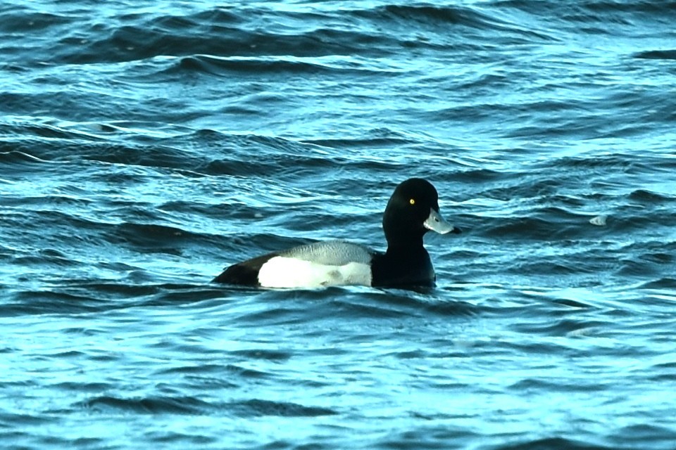 Greater Scaup - ML302340161