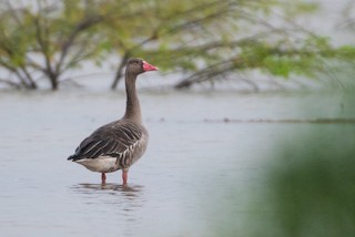 Graylag Goose, ML302342051