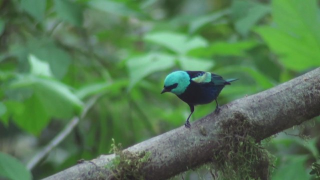 Blue-necked Tanager - ML302342471