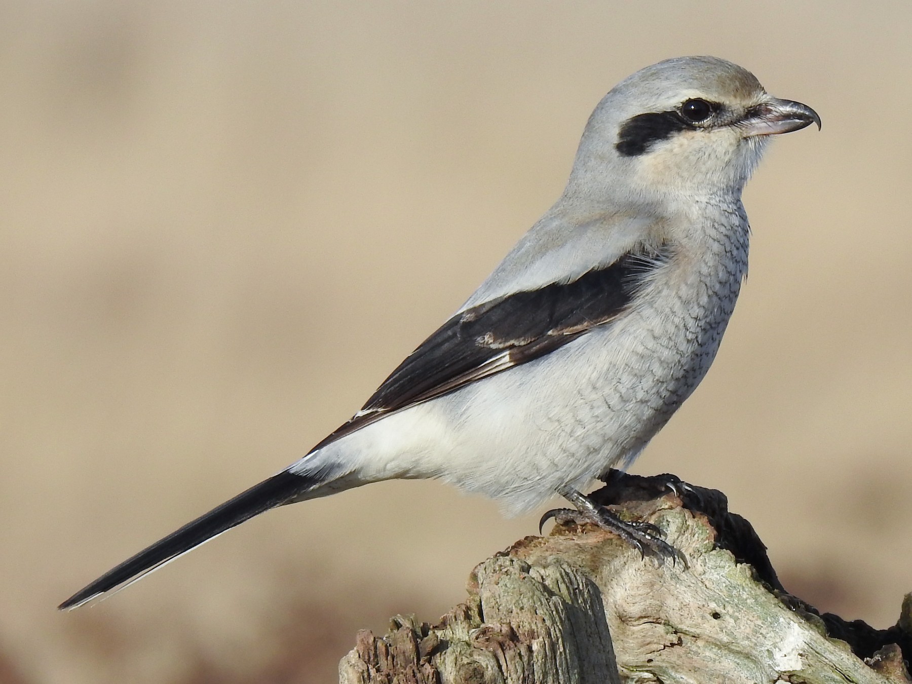 Northern Shrike - Cameron  Montgomery